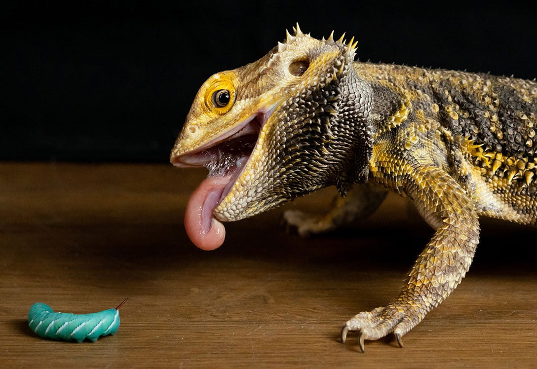 Buscar accesorios para animales exóticos como la iguana