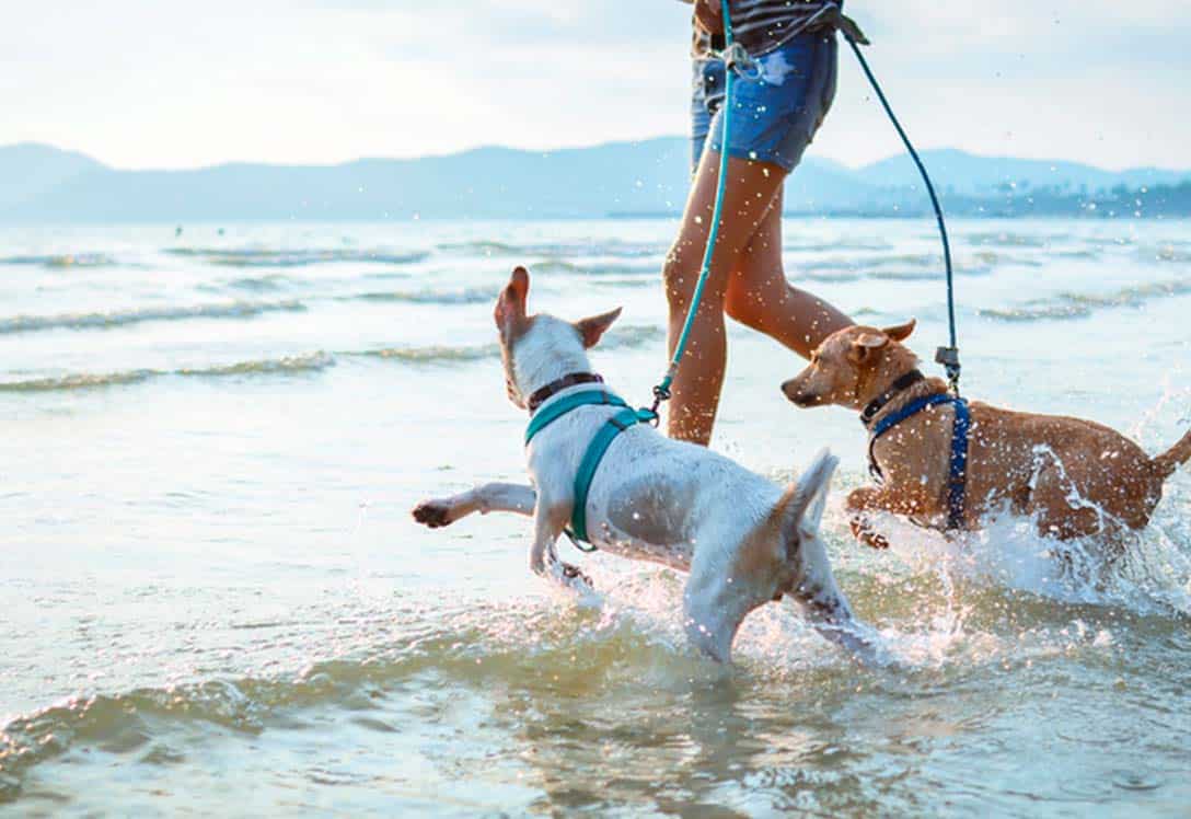 Perros disfrutando de baño en la playa