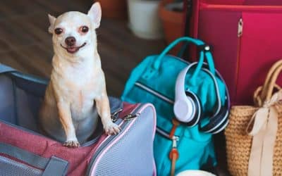 Viajar con mascotas