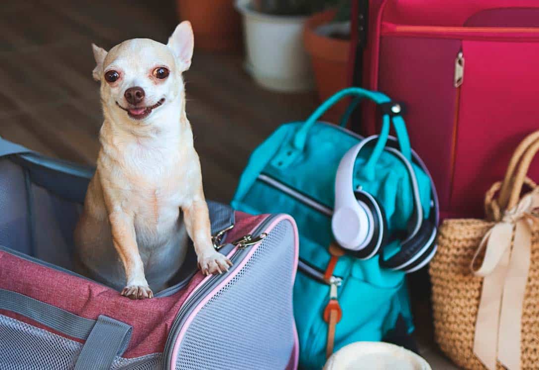 Perro listo para viajar