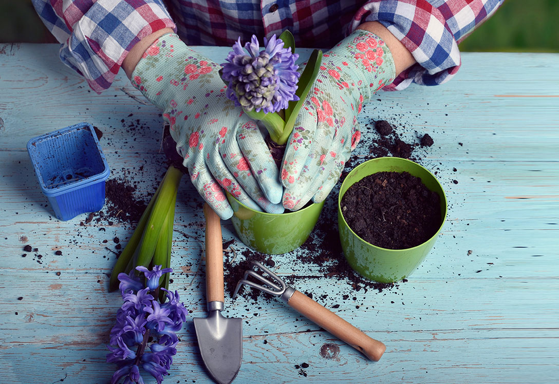 jardinería y plantas