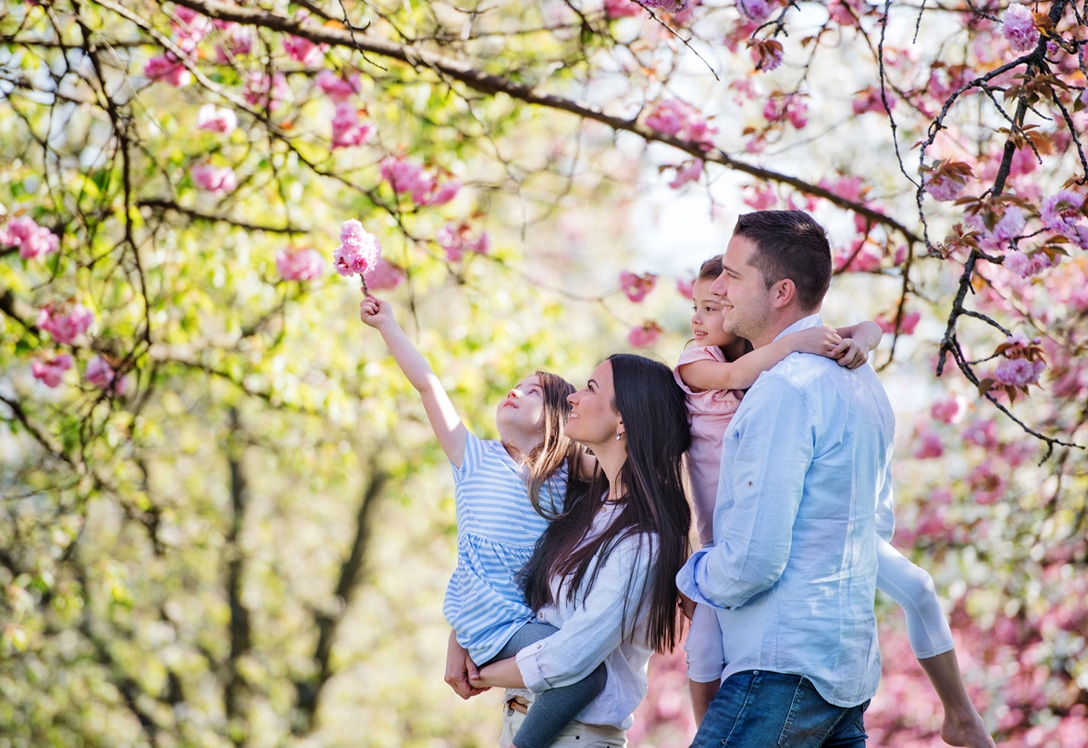 Familia en campos de cerezos en flor