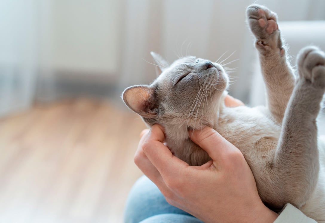 Gato sobre las manos de una persona