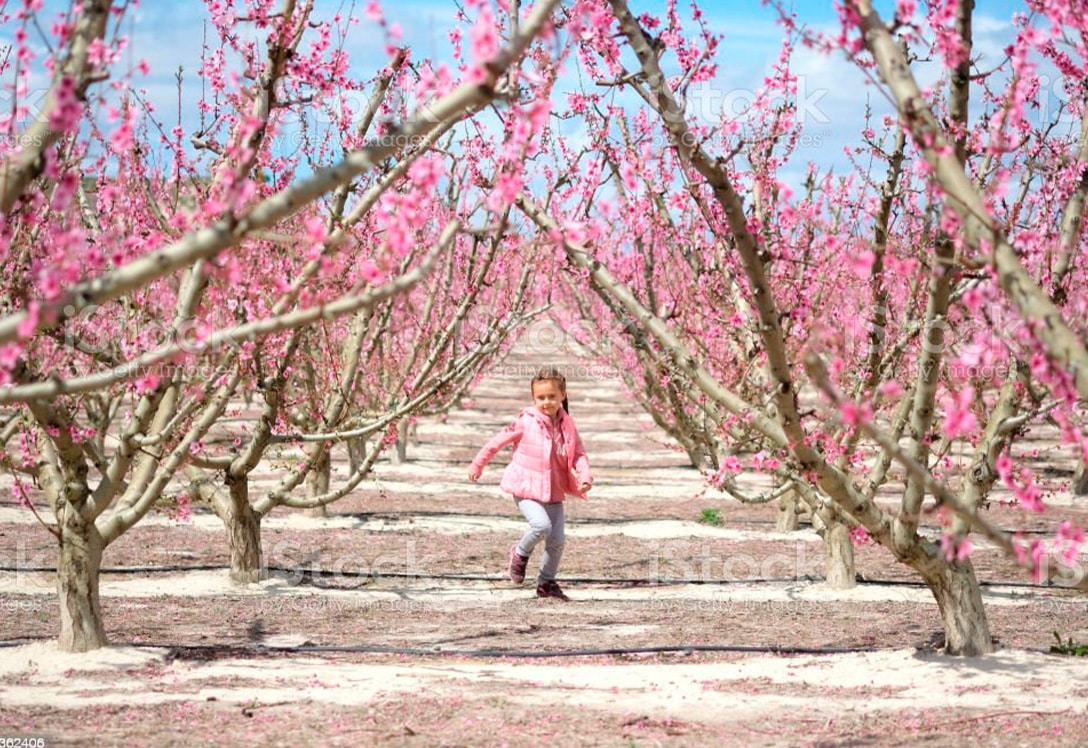 Niña corriendo entre cerezos en primavera