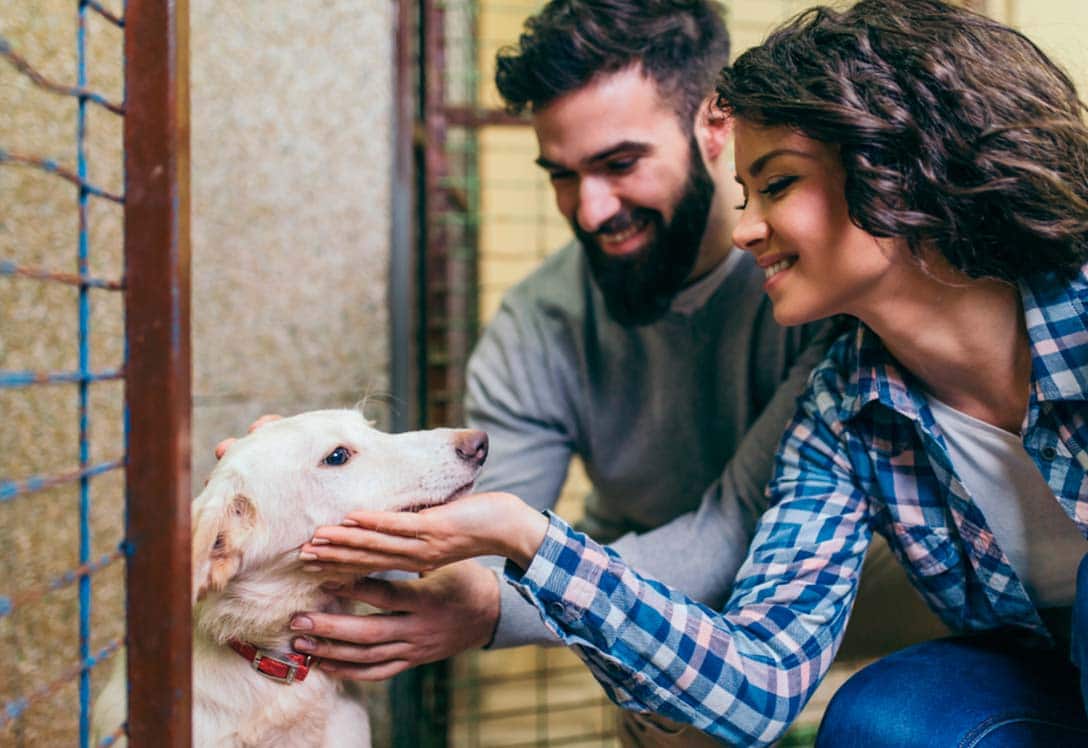 Pareja joven acaricia un perro adoptado