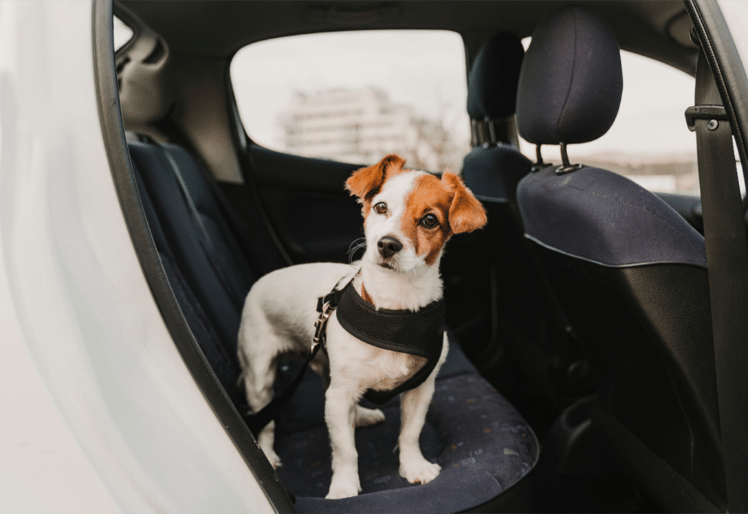 perro-arnes-viaje perro con arnés para viaje