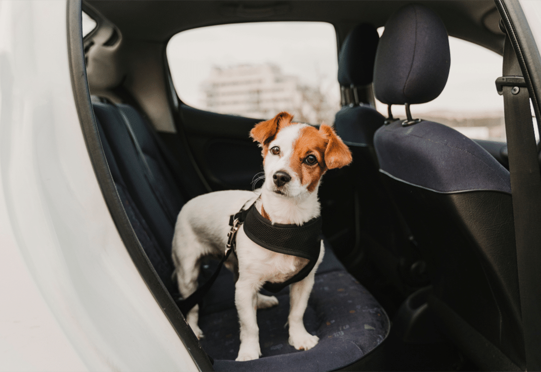 perro con arnés para viaje