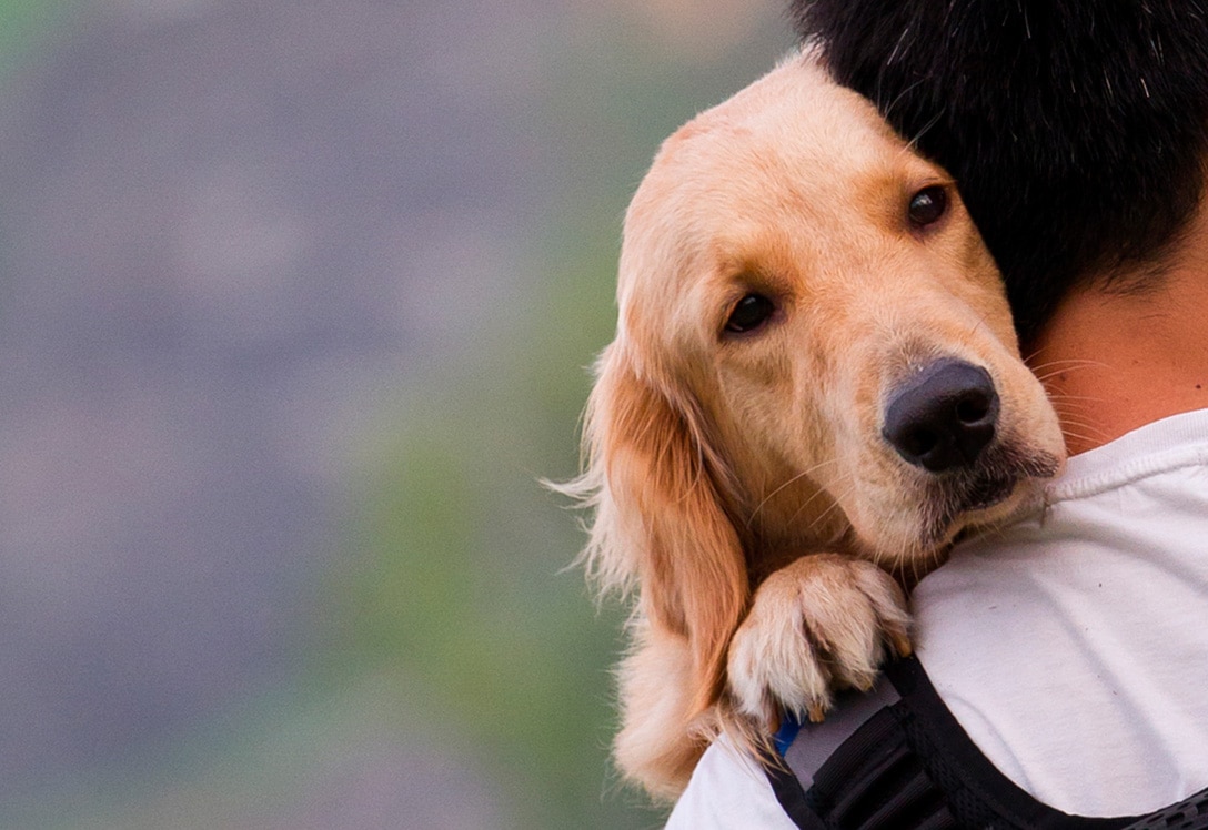 Perro sobre los hombros de un hombre