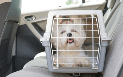 Viajar con mascotas con seguridad