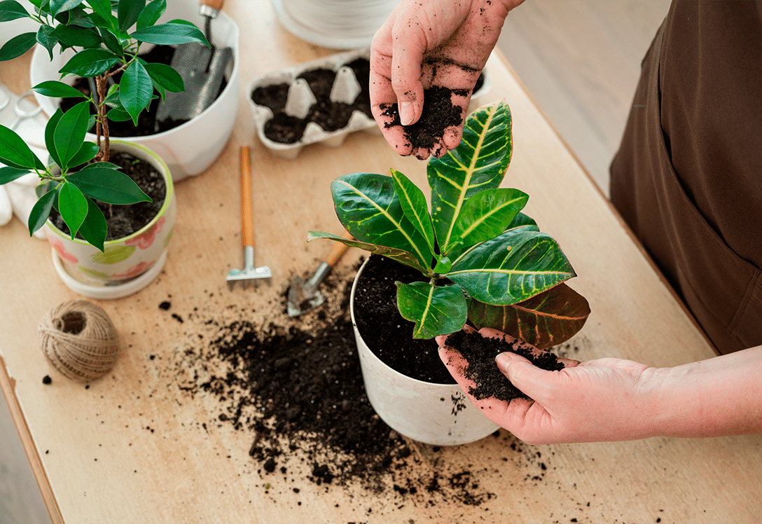 manos abonando planta transplantada