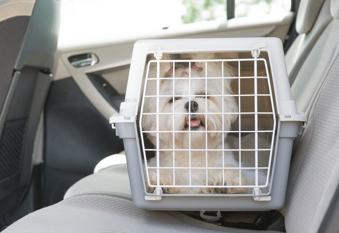 perro en transportín para viajar en coche